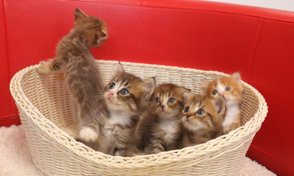 スコティッシュフォールドの子猫画像