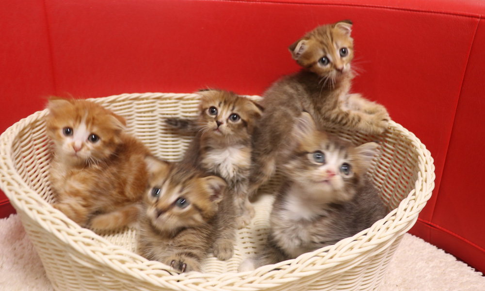 スコティッシュフォールドの子猫画像