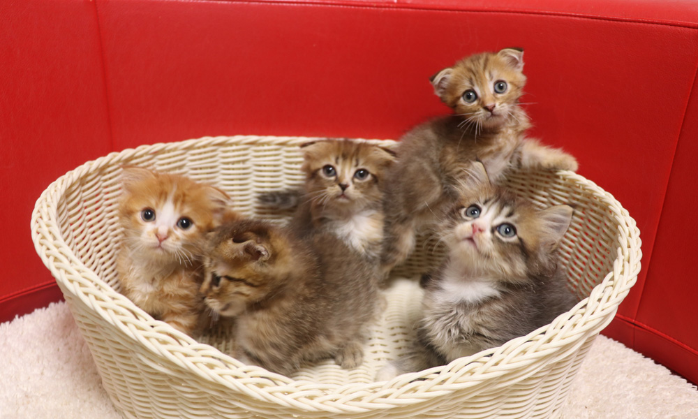 スコティッシュフォールドの子猫画像