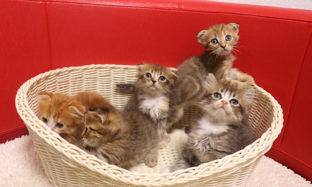 スコティッシュフォールドの子猫画像