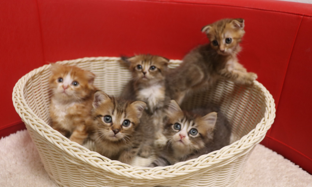 スコティッシュフォールドの子猫画像