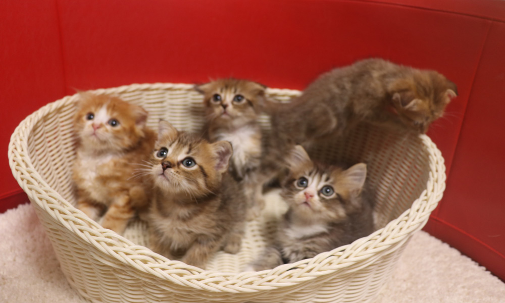 スコティッシュフォールドの子猫画像