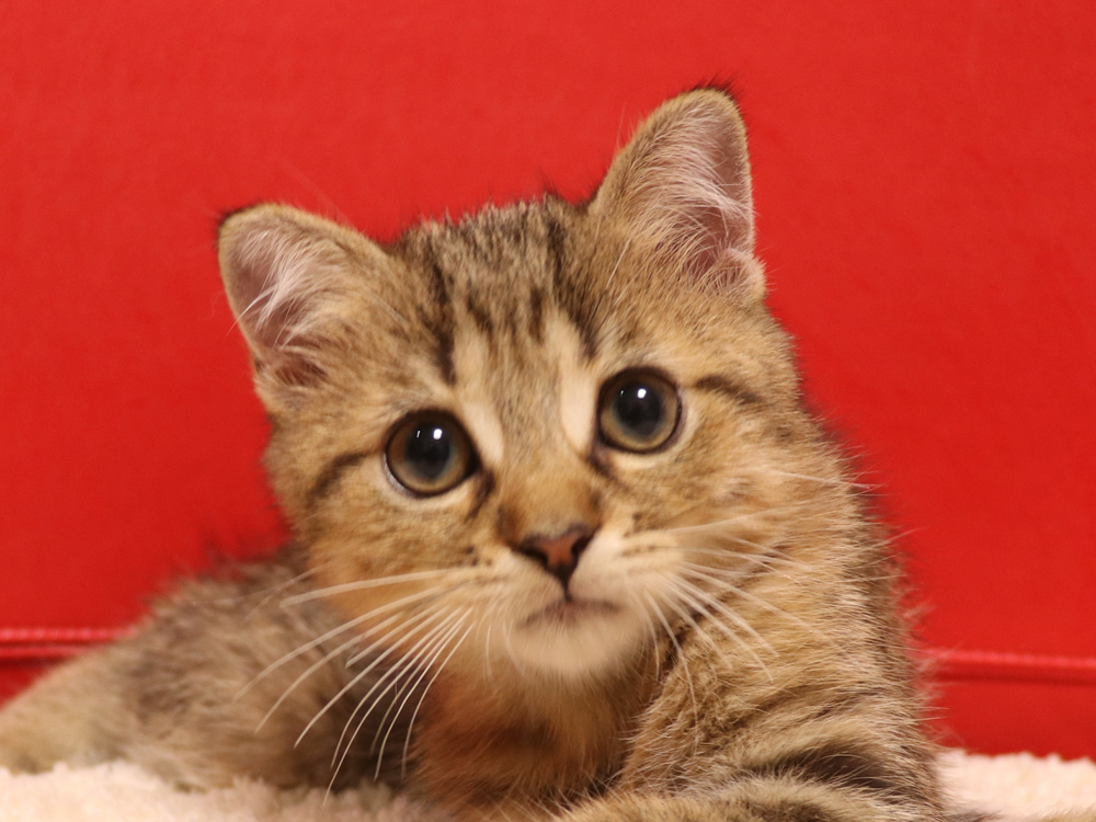 スコティッシュフォールドの子猫画像
