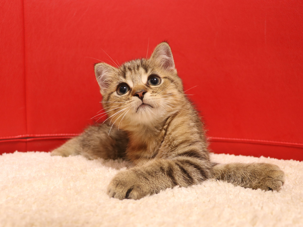 スコティッシュフォールドの子猫画像