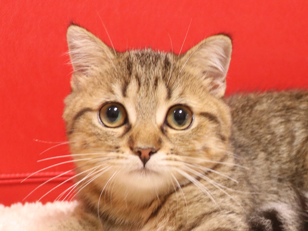 スコティッシュフォールドの子猫画像