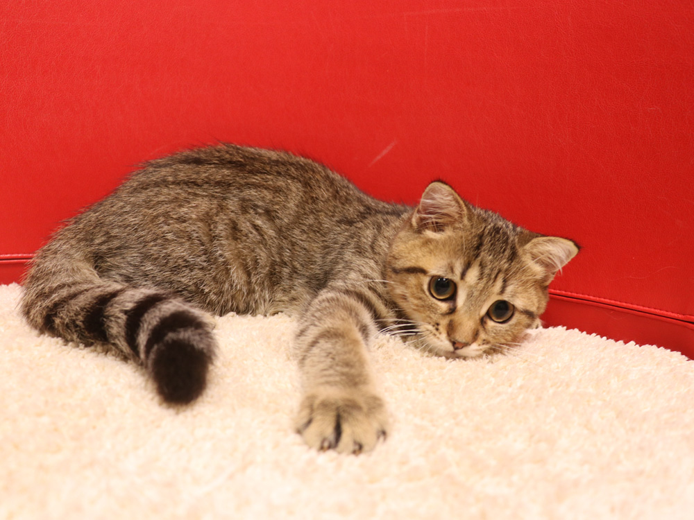 スコティッシュフォールドの子猫画像