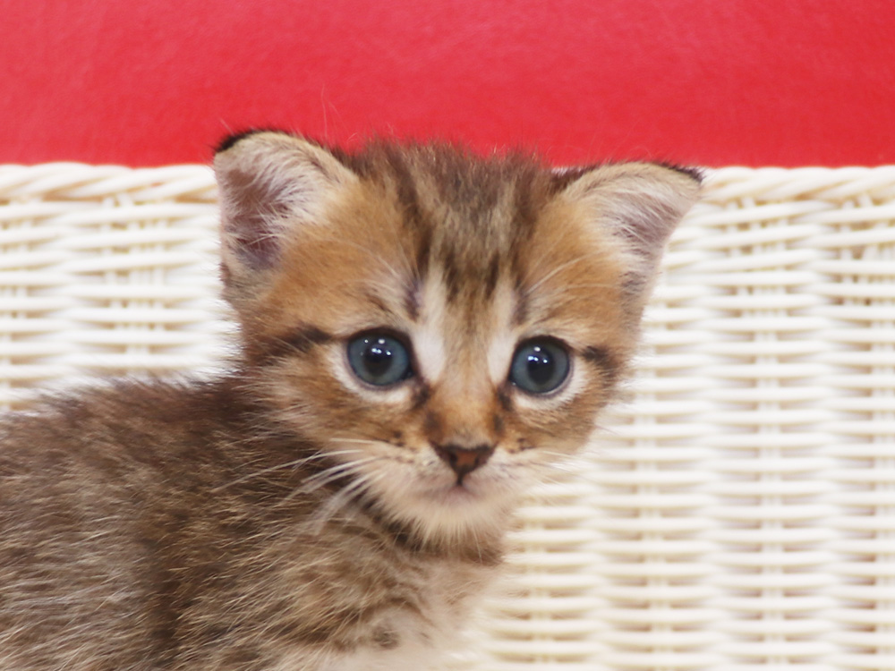 スコティッシュフォールドの子猫画像