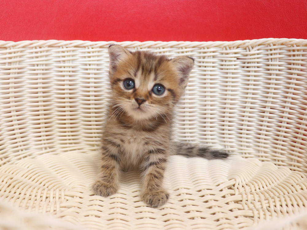 スコティッシュフォールドの子猫画像