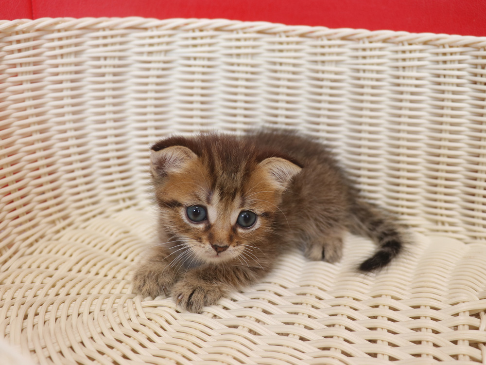 スコティッシュフォールドの子猫画像