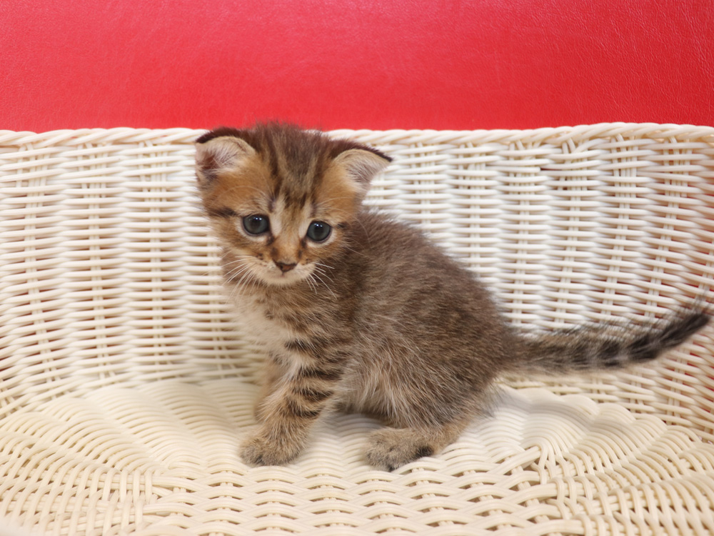 スコティッシュフォールドの子猫画像