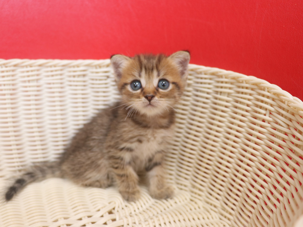 スコティッシュフォールドの子猫画像