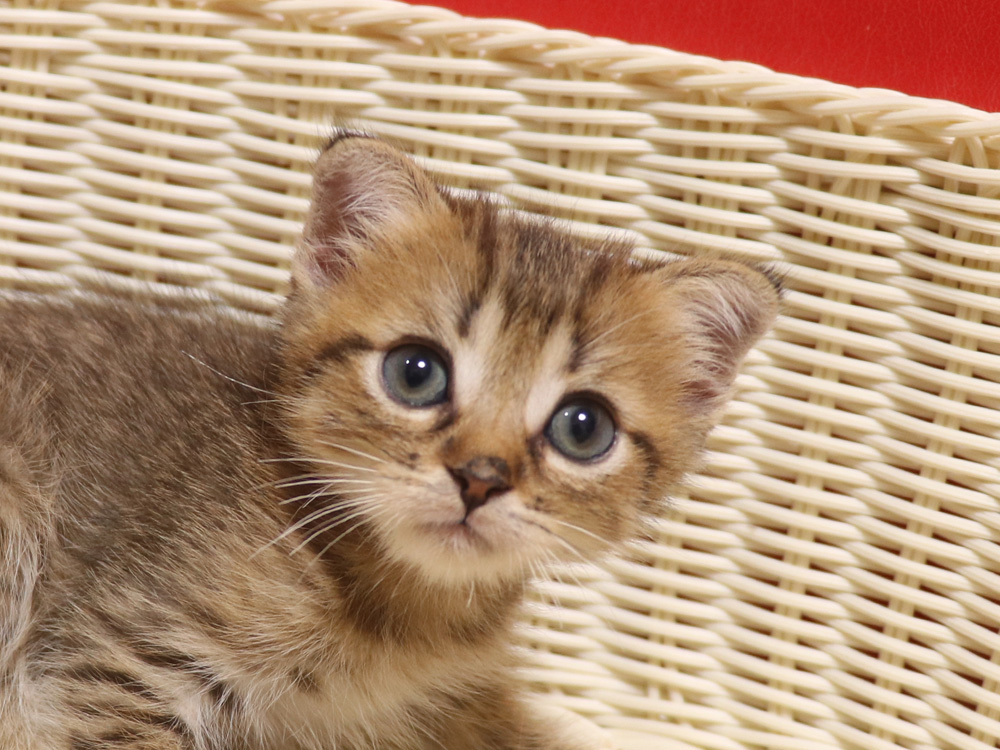 スコティッシュフォールドの子猫画像