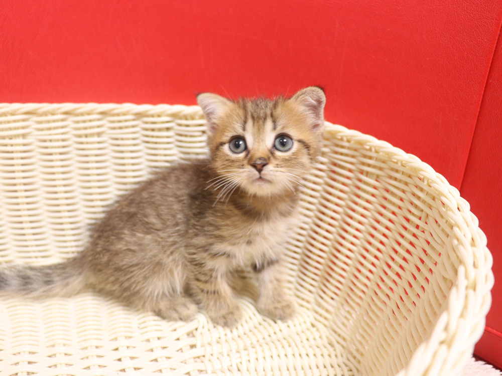 スコティッシュフォールドの子猫画像