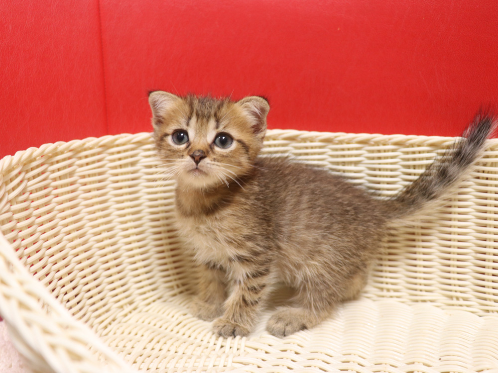 スコティッシュフォールドの子猫画像