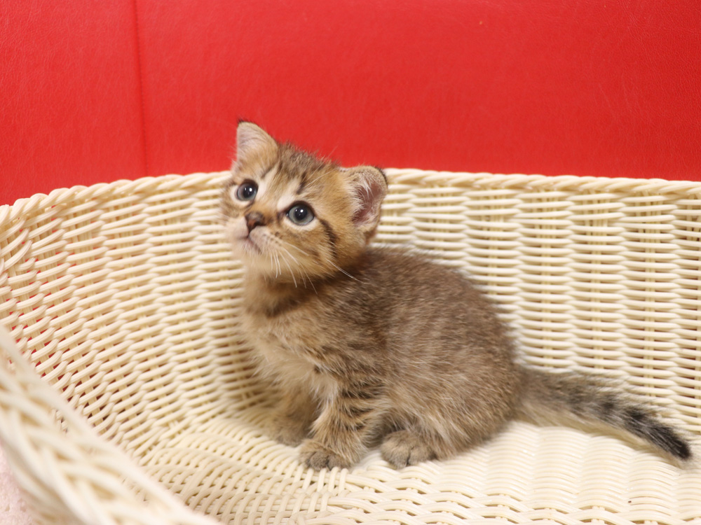 スコティッシュフォールドの子猫画像
