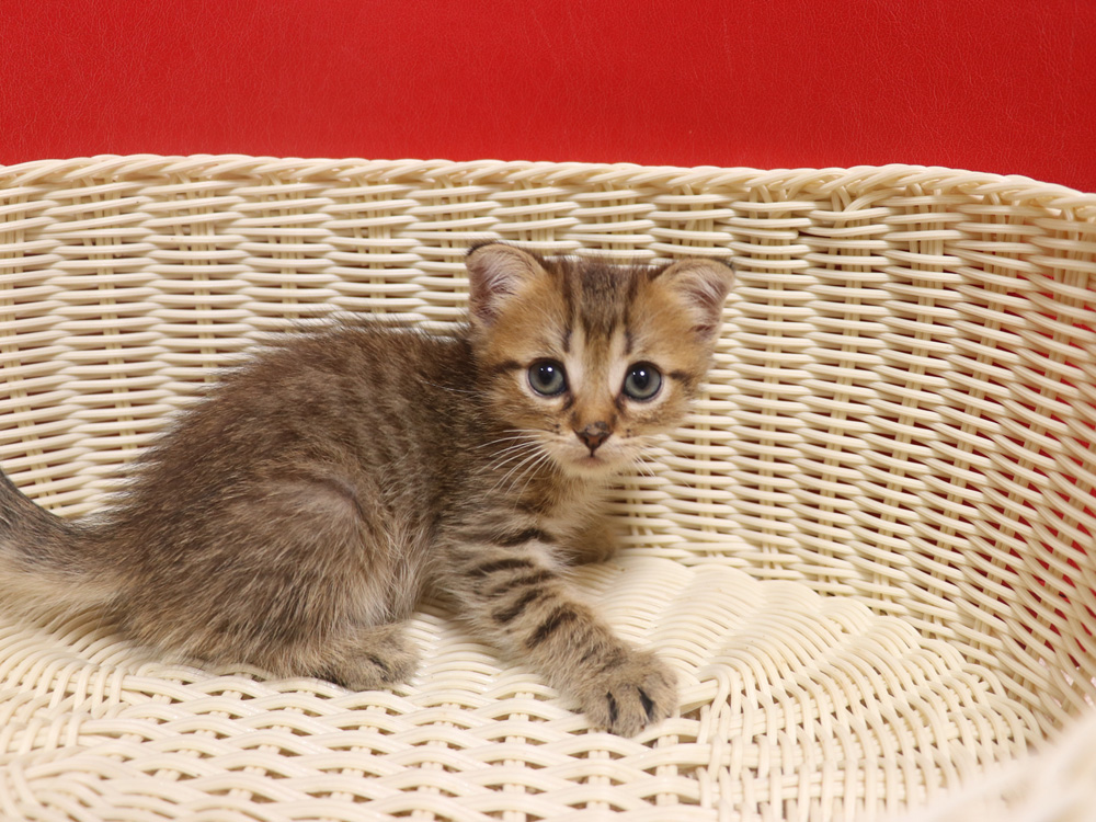 スコティッシュフォールドの子猫画像