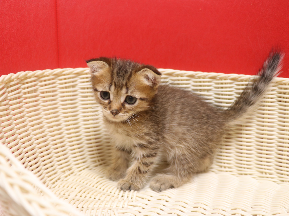 スコティッシュフォールドの子猫画像