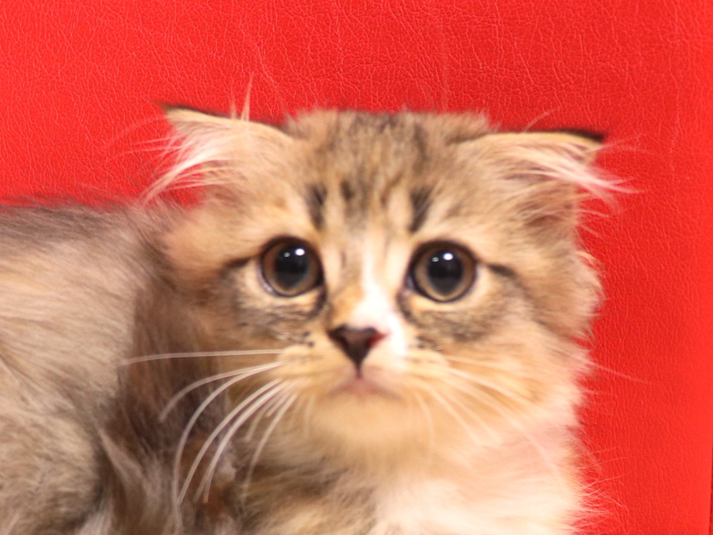 スコティッシュフォールドの子猫画像