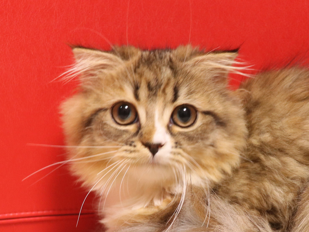 スコティッシュフォールドの子猫画像