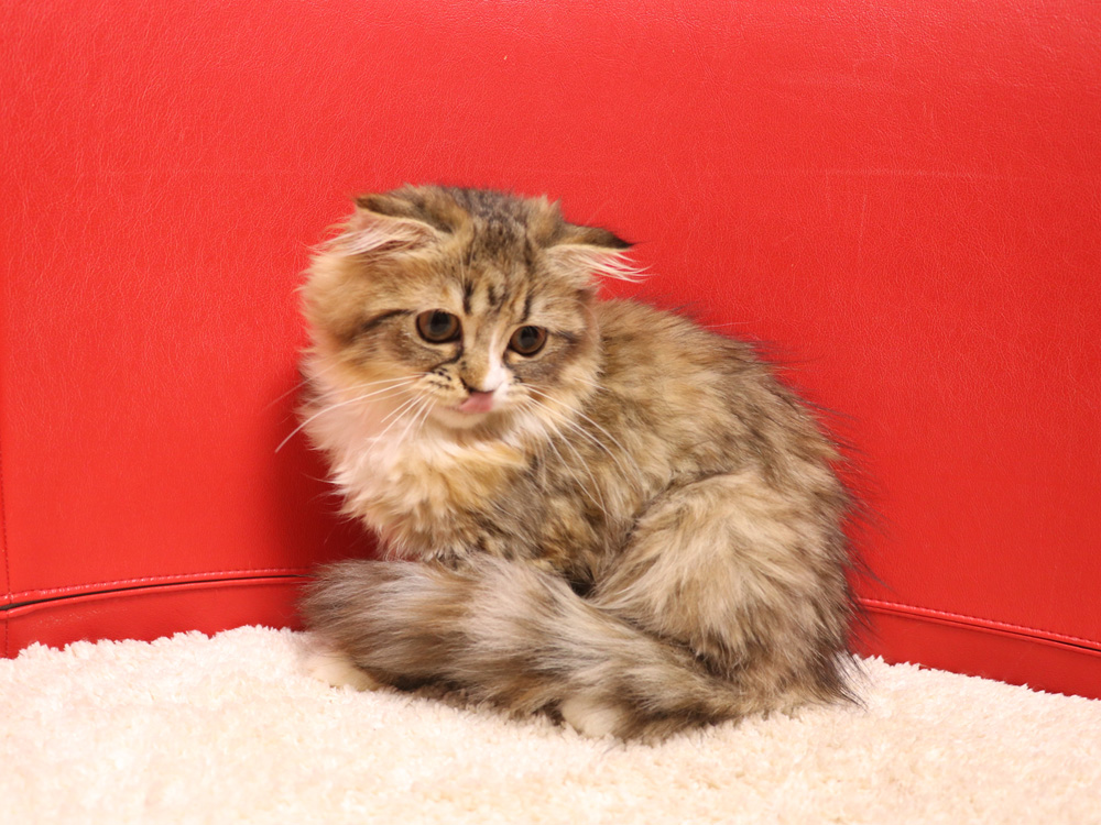 スコティッシュフォールドの子猫画像