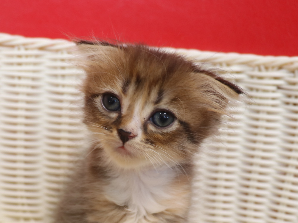 スコティッシュフォールドの子猫画像