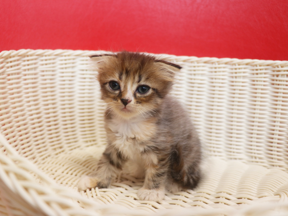 スコティッシュフォールドの子猫画像