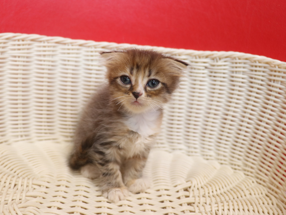 スコティッシュフォールドの子猫画像