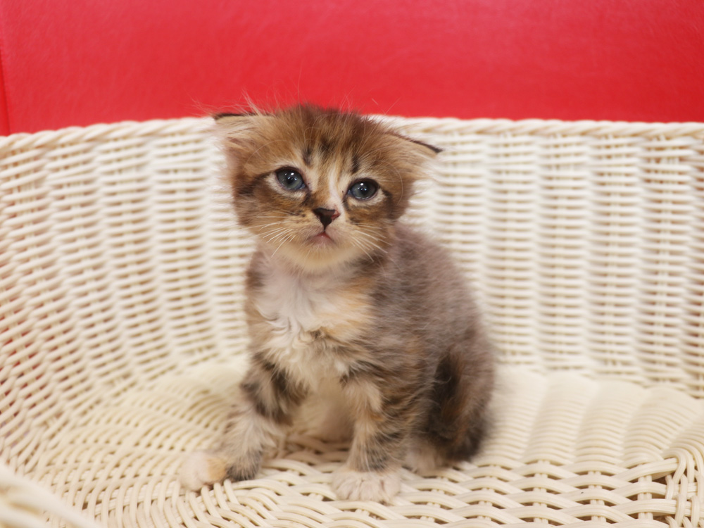 スコティッシュフォールドの子猫画像