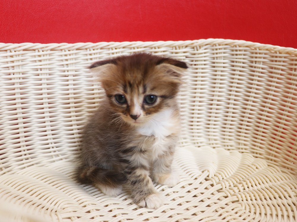 スコティッシュフォールドの子猫画像
