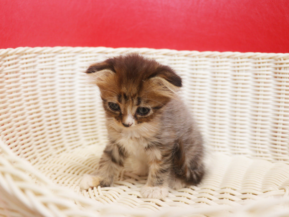 スコティッシュフォールドの子猫画像