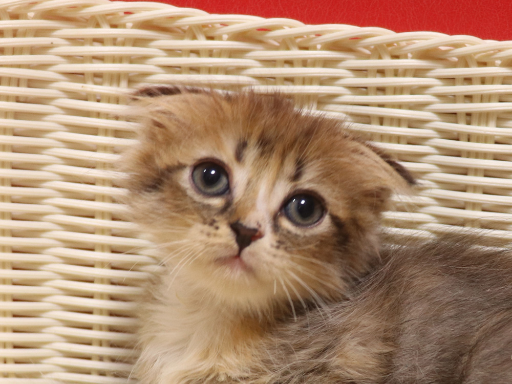 スコティッシュフォールドの子猫画像