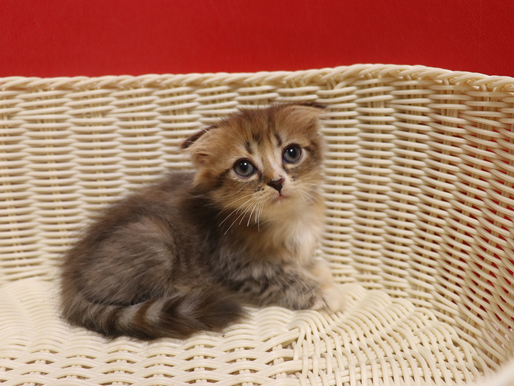 スコティッシュフォールドの子猫画像