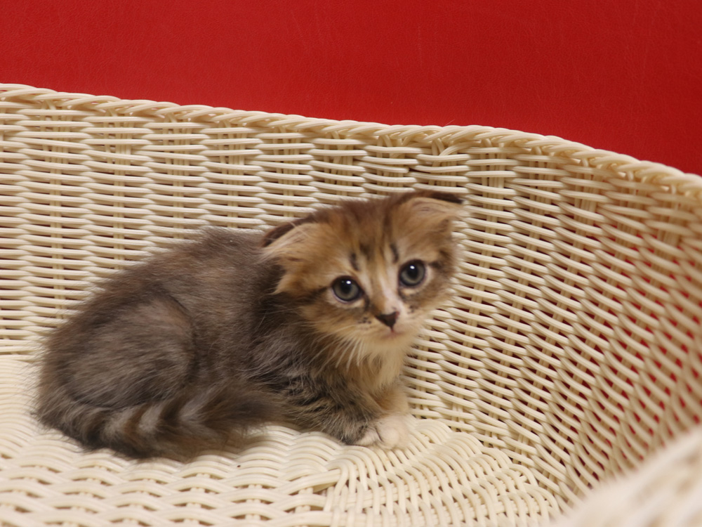 スコティッシュフォールドの子猫画像