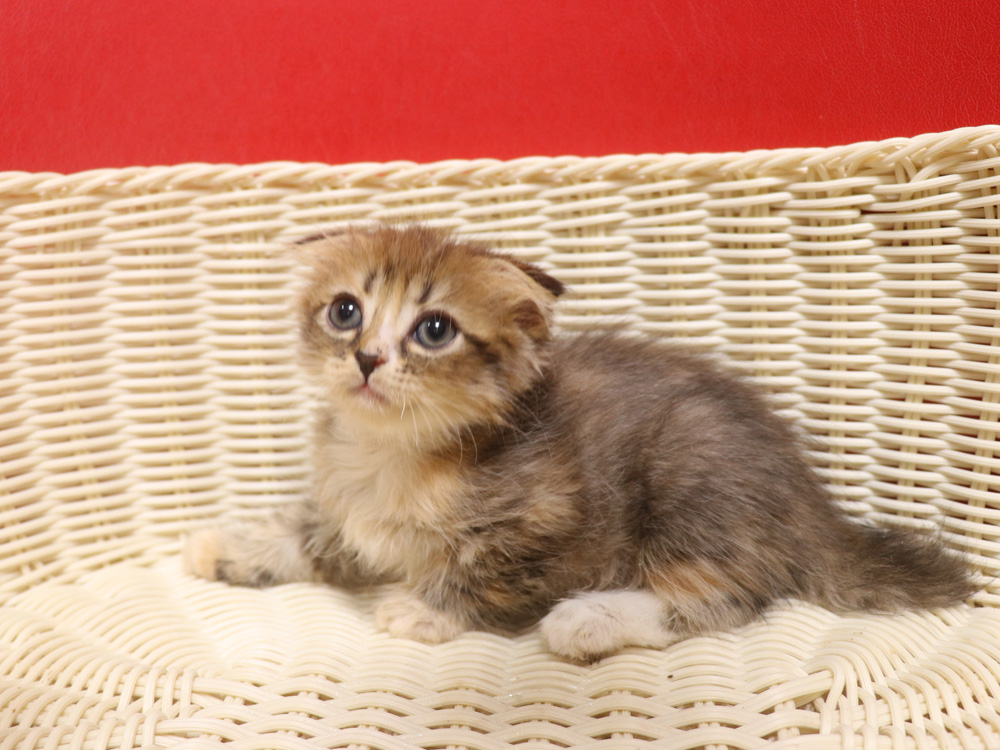 スコティッシュフォールドの子猫画像