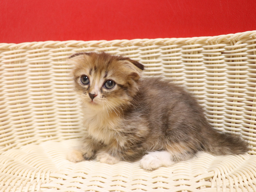 スコティッシュフォールドの子猫画像