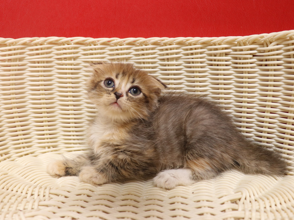 スコティッシュフォールドの子猫画像