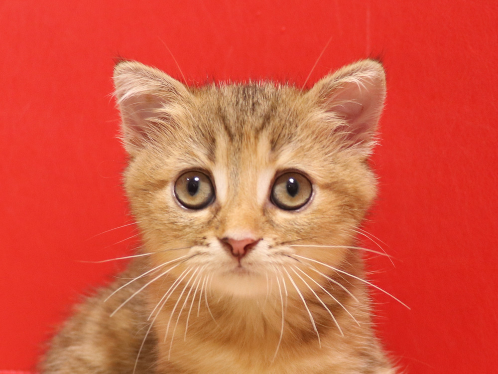 スコティッシュフォールドの子猫画像