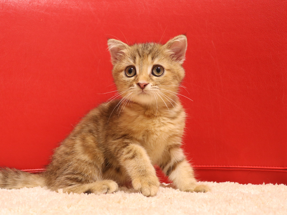 スコティッシュフォールドの子猫画像