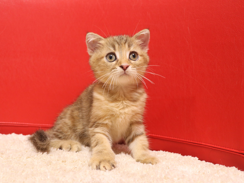 スコティッシュフォールドの子猫画像