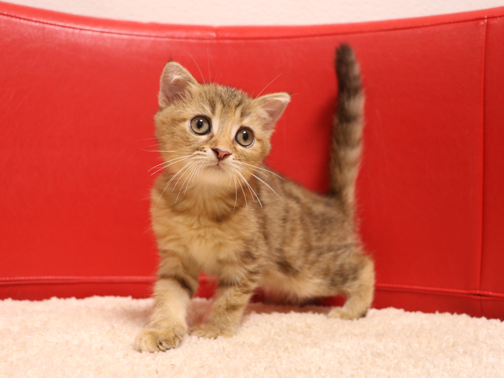 スコティッシュフォールドの子猫画像