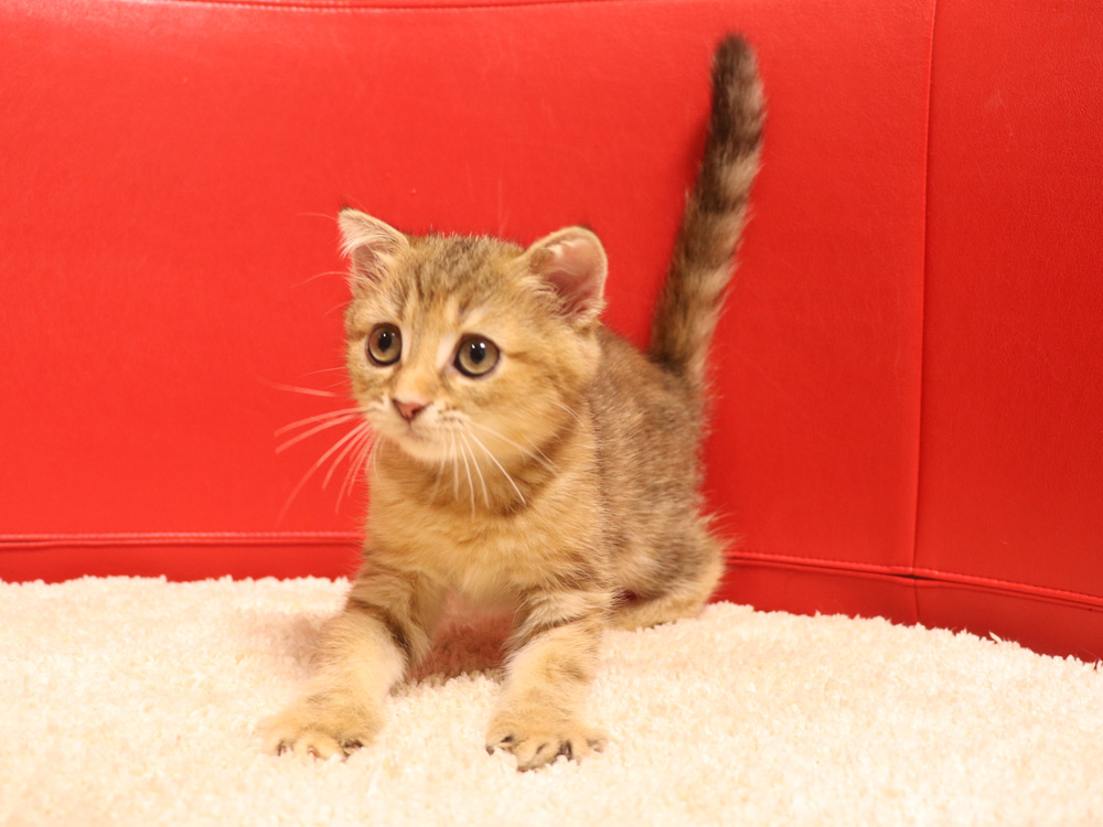スコティッシュフォールドの子猫画像