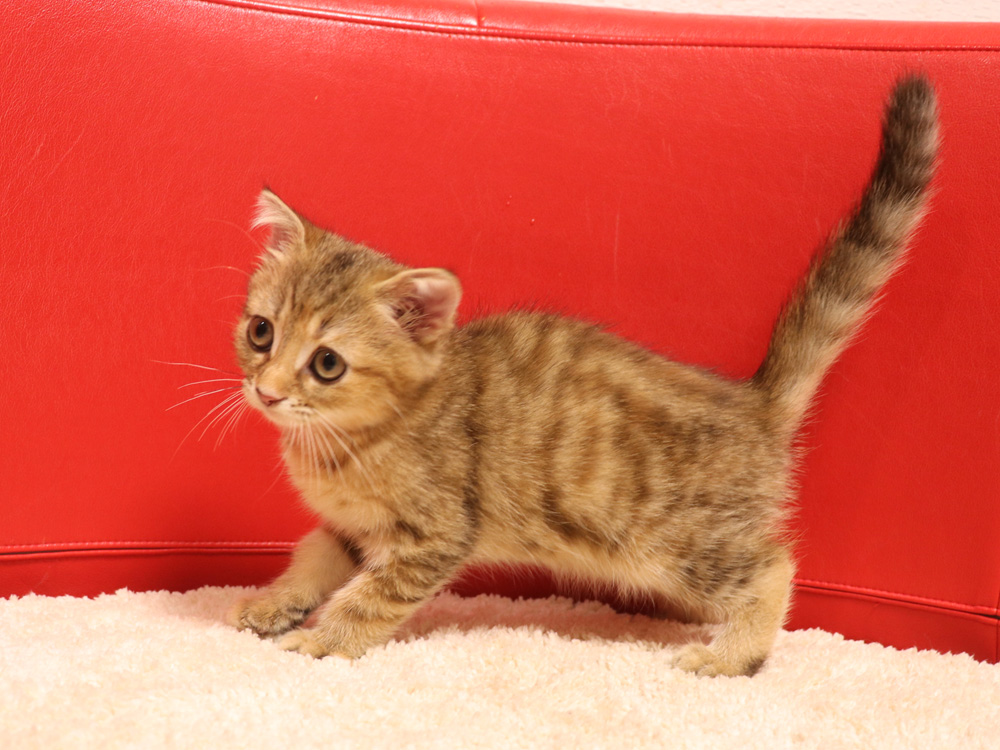 スコティッシュフォールドの子猫画像