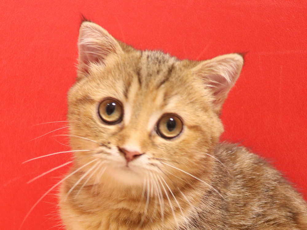 スコティッシュフォールドの子猫画像
