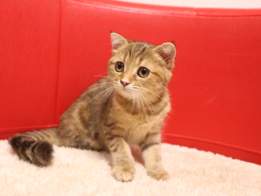 スコティッシュフォールドの子猫画像