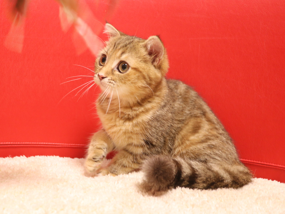 スコティッシュフォールドの子猫画像