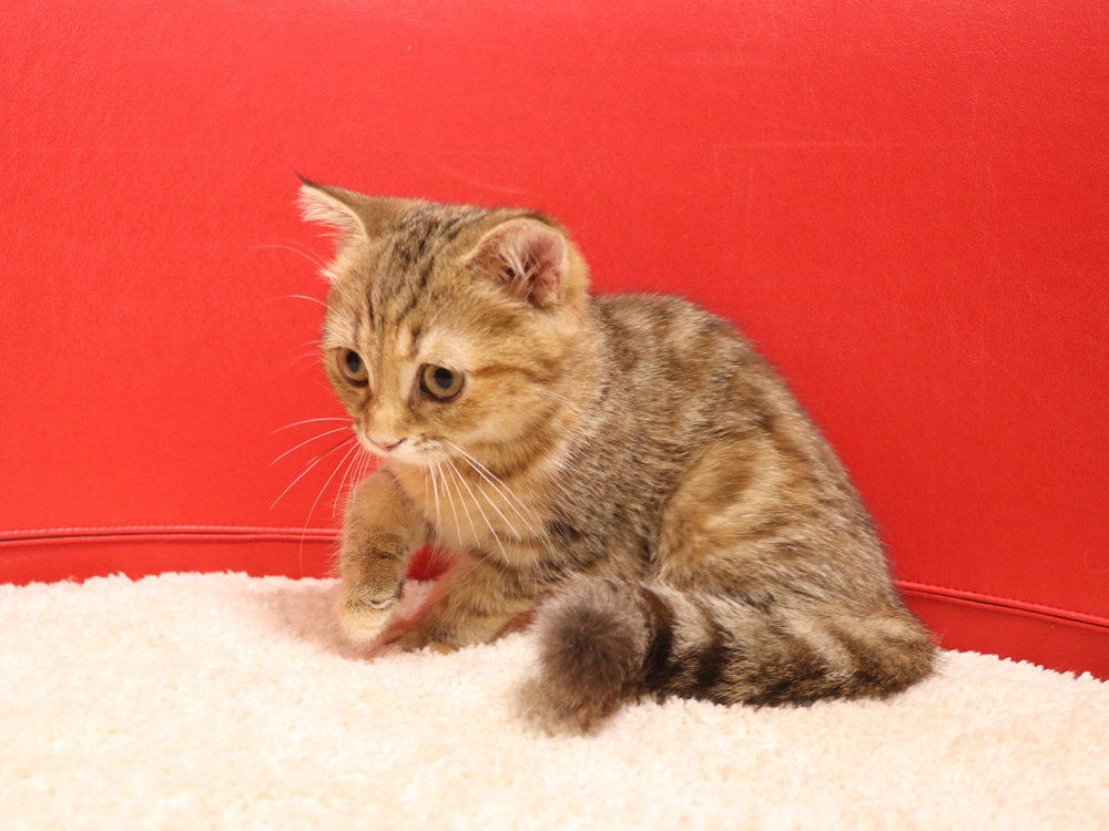 スコティッシュフォールドの子猫画像