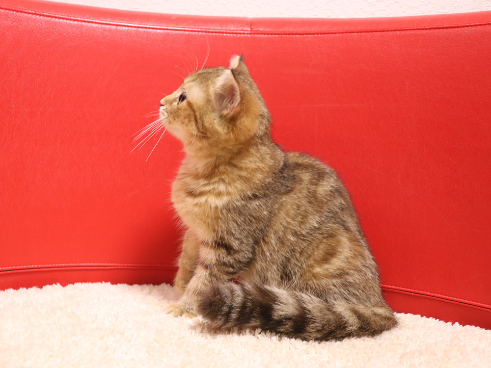 スコティッシュフォールドの子猫画像