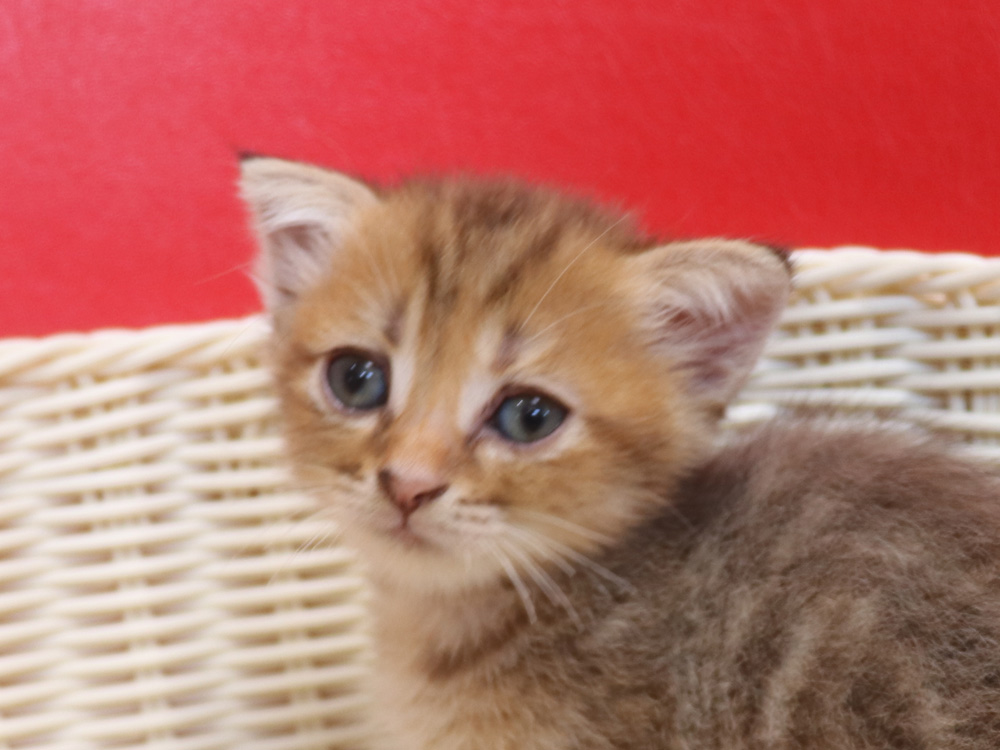 スコティッシュフォールドの子猫画像