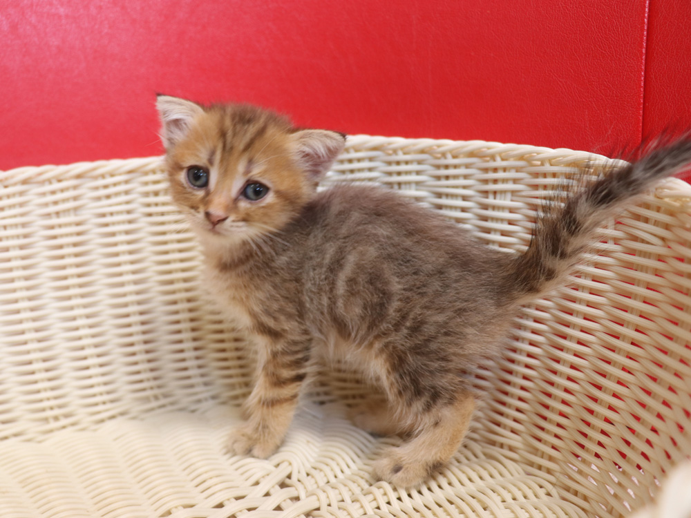 スコティッシュフォールドの子猫画像