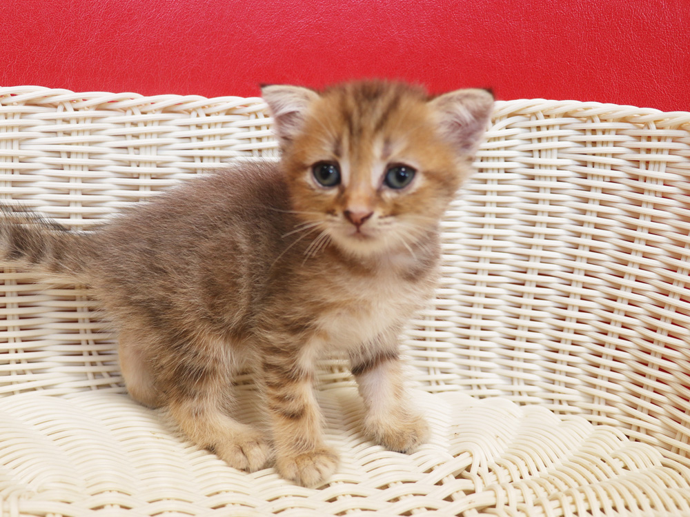 スコティッシュフォールドの子猫画像